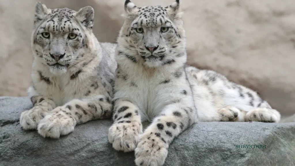Ladakh Wildlife Tourism