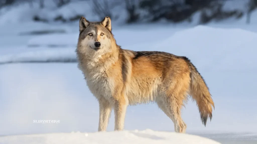 Ladakh Wildlife Tourism