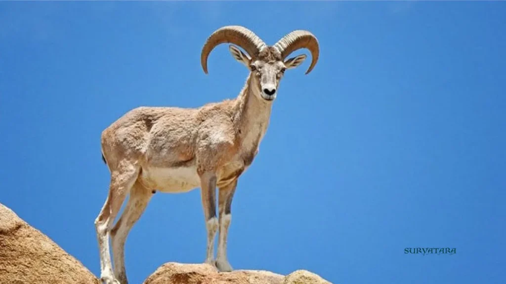 Ladakh Wildlife Tourism