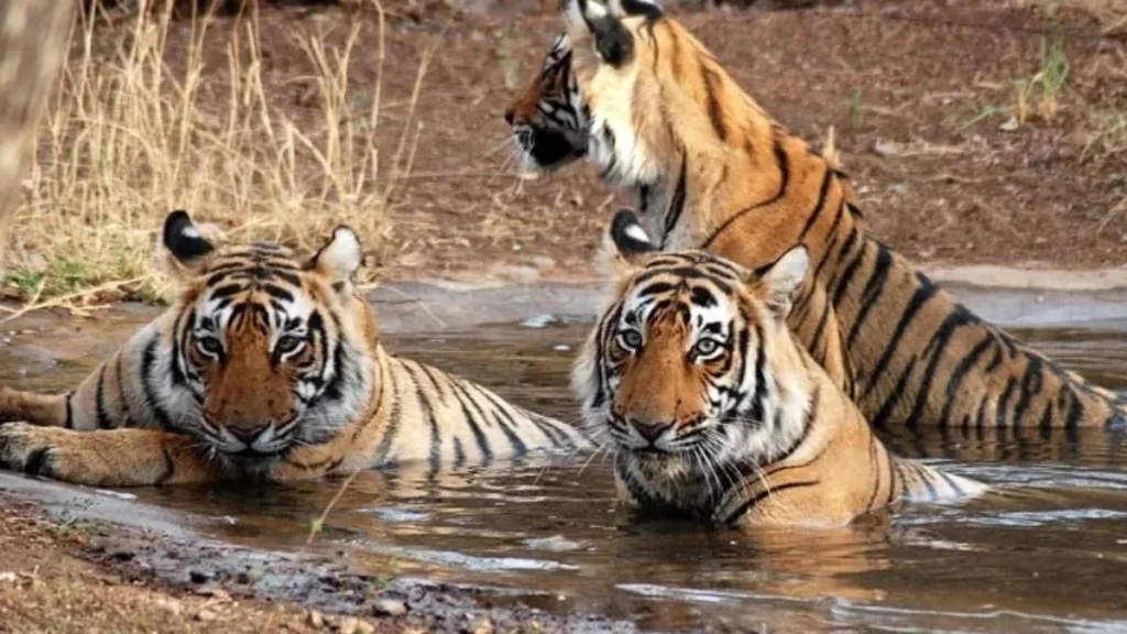 Mukundra Hills Tiger Reserve