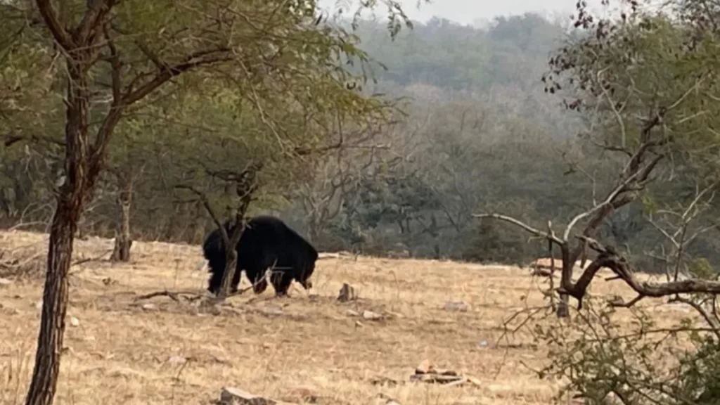 Mukundra Hills Tiger Reserve