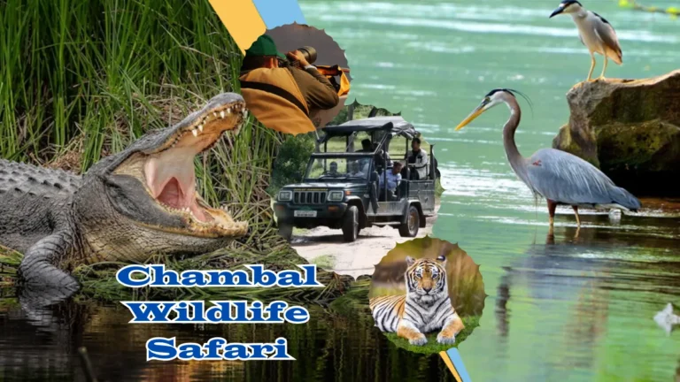 Chambal Wildlife Safari