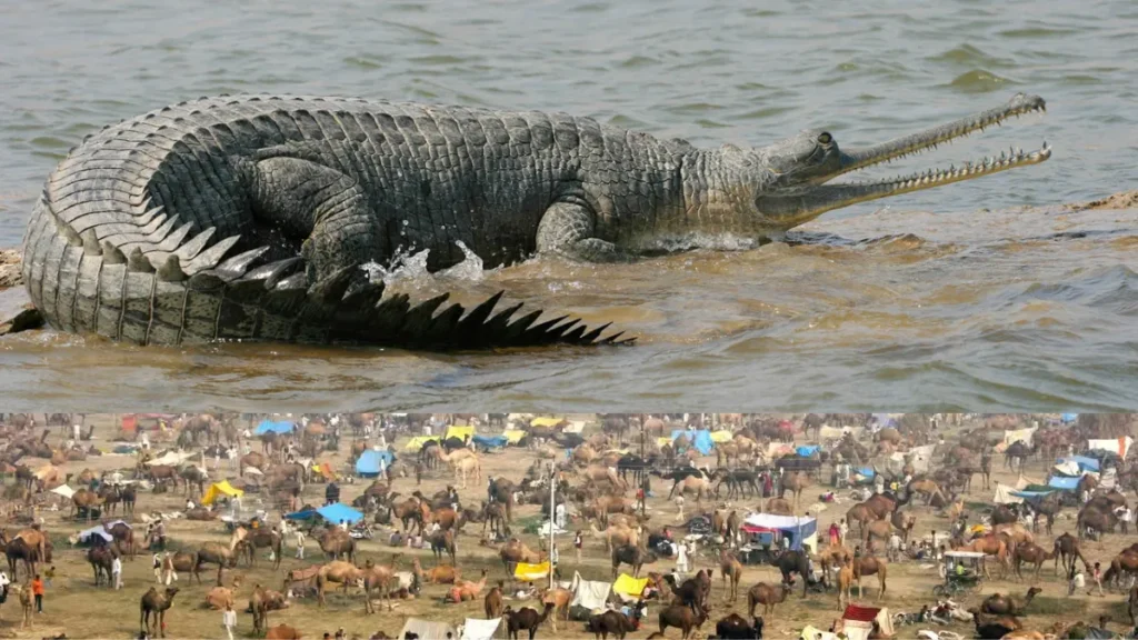 Chambal Wildlife Safari