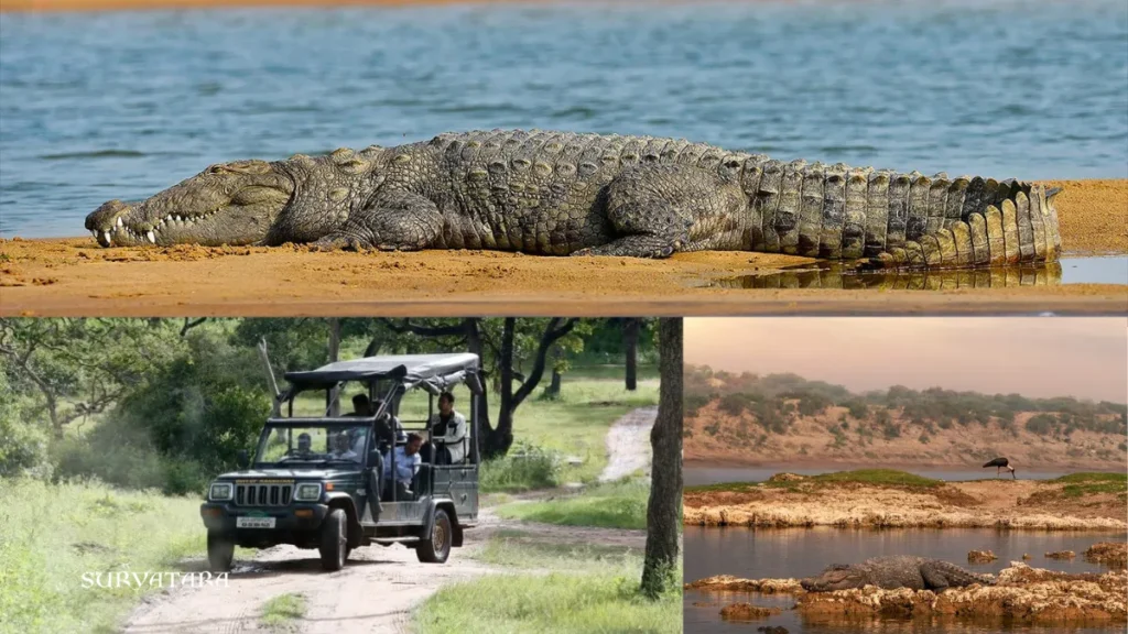 Chambal Wildlife Safari