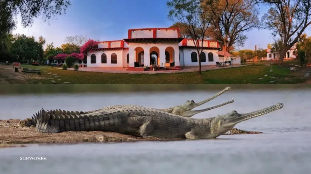 Chambal Wildlife Safari