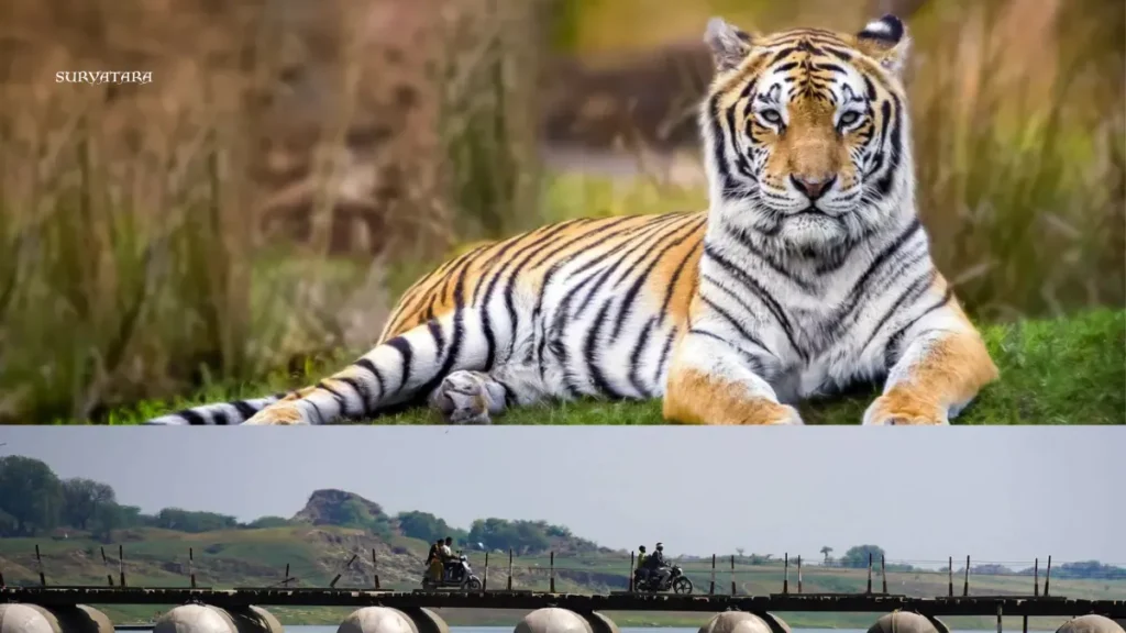 Chambal Wildlife Safari