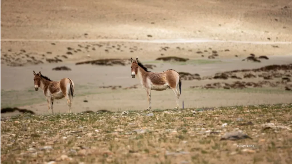Changthang Wildlife Sanctuary