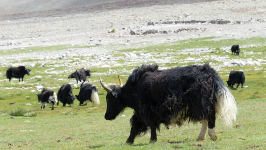 Changthang Wildlife Sanctuary