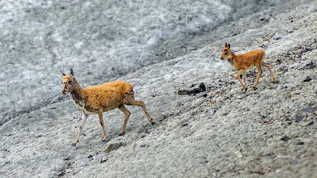 Karakoram Wildlife Sanctuary