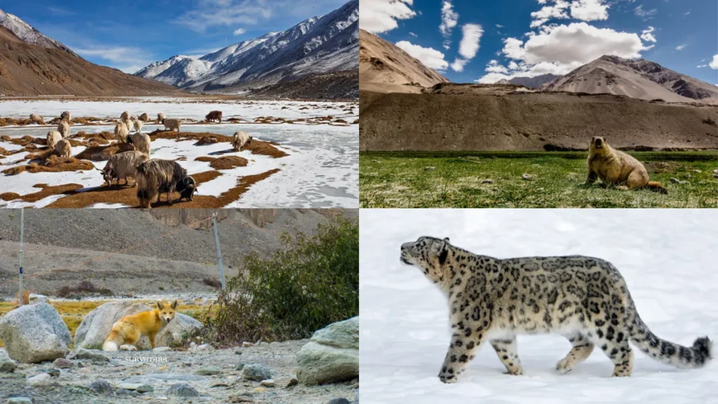 Rupshu Wildlife Sanctuary
