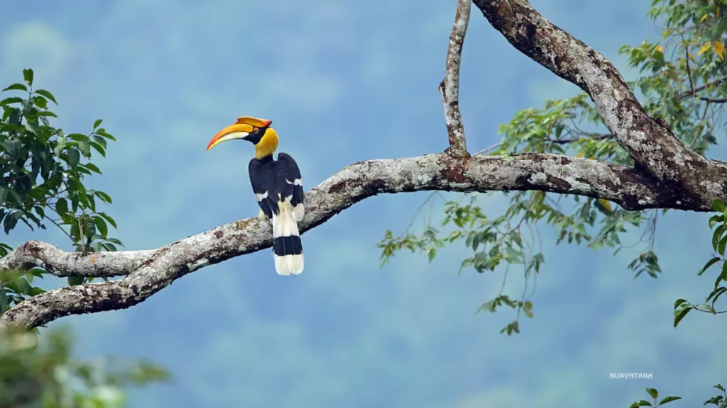 Raimona National Park