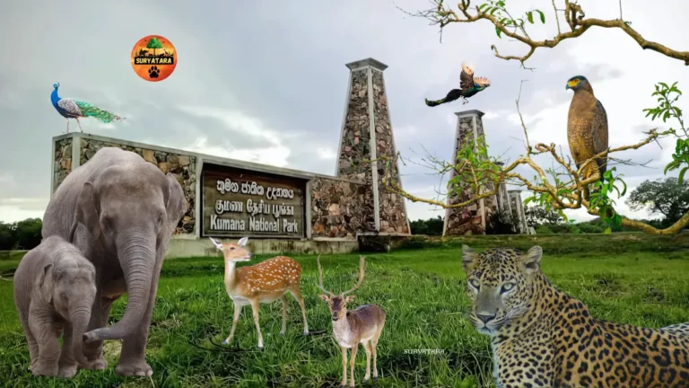 Kumana National Park
