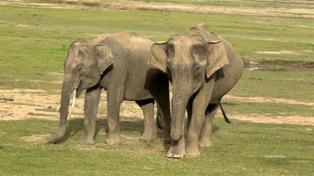 Kumana National Park