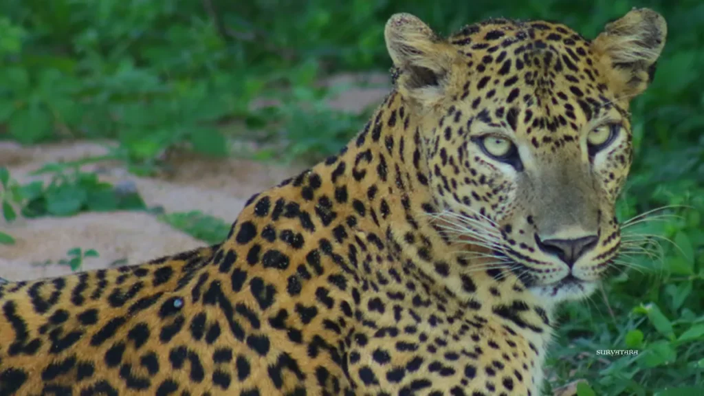 Kumana National Park