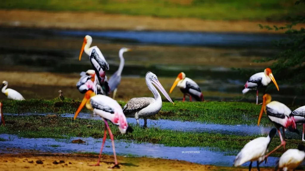 Kumana National Park