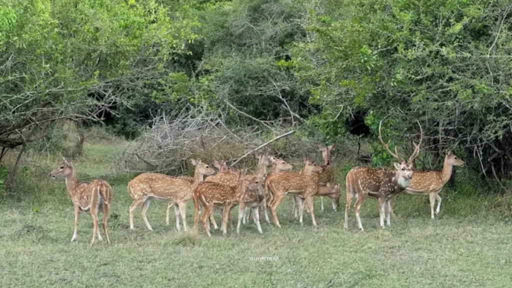 Kumana National Park
