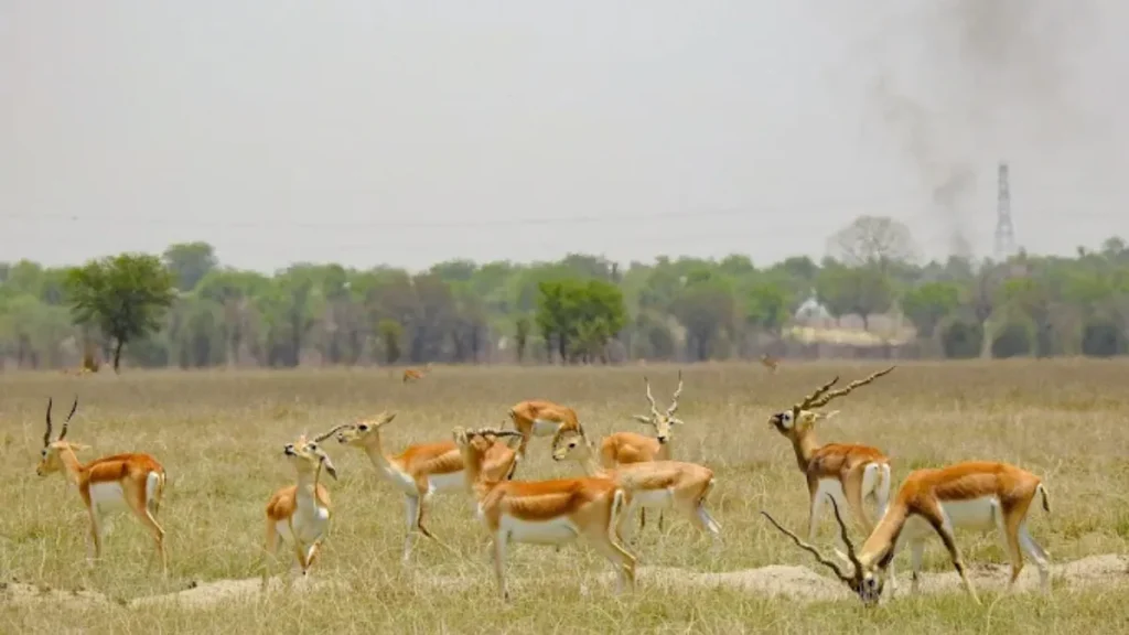 Tal Chhapar Sanctuary