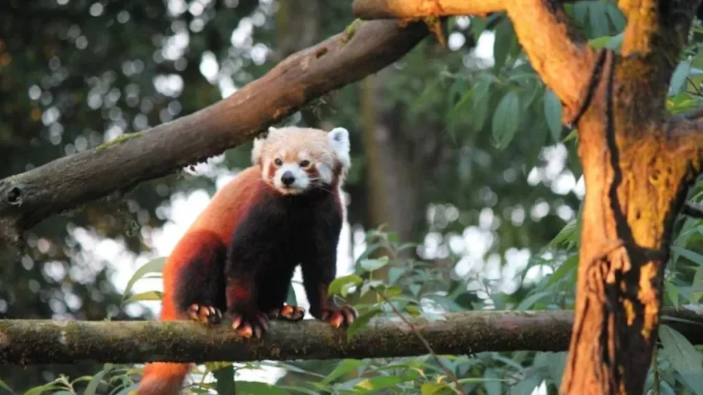 Balpakram National Park is Located