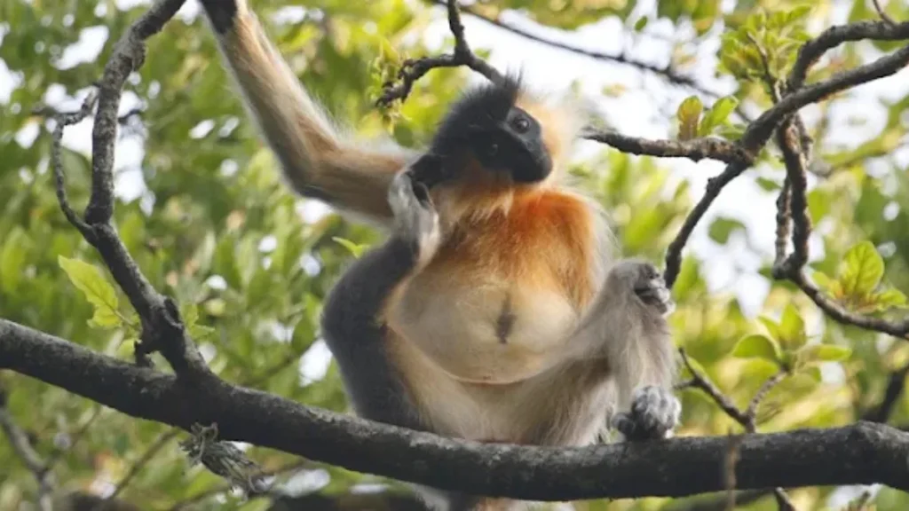 Balpakram National Park is Located