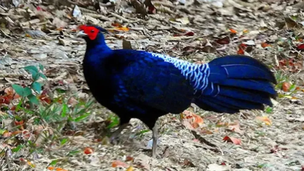 Balpakram National Park is Located