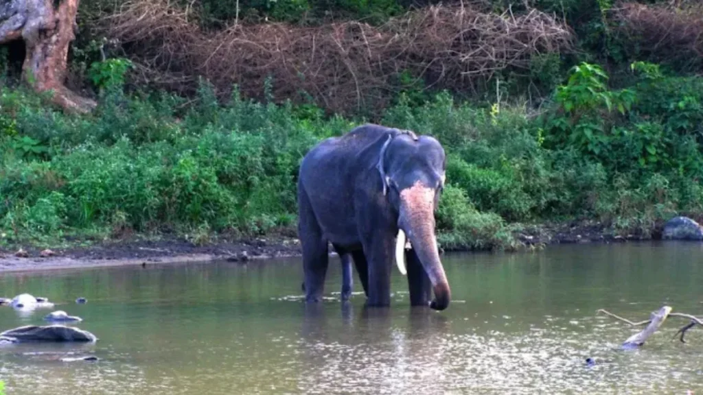 Balpakram National Park is Located