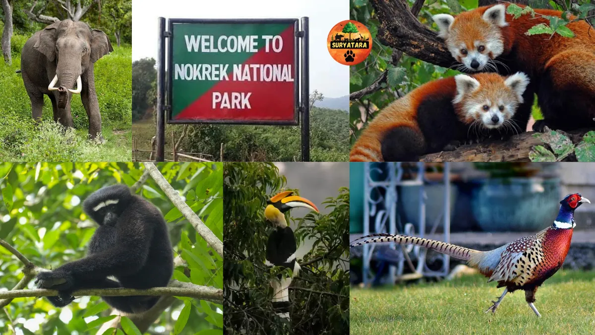 Nokrek National Park