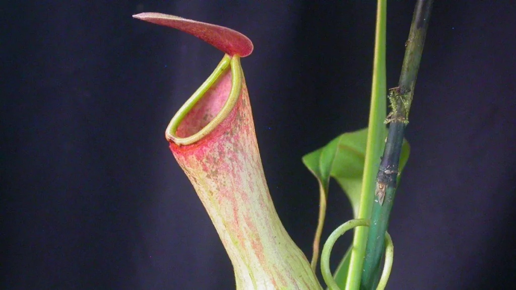 Baghmara Pitcher Plant Wildlife Sanctuary