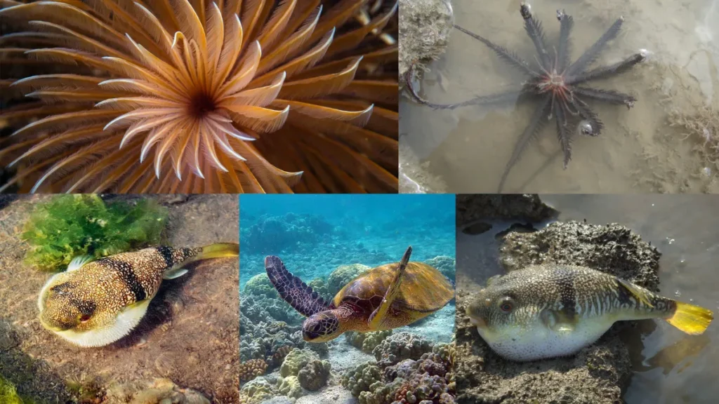 Marine National Park, Gulf of Kutch
