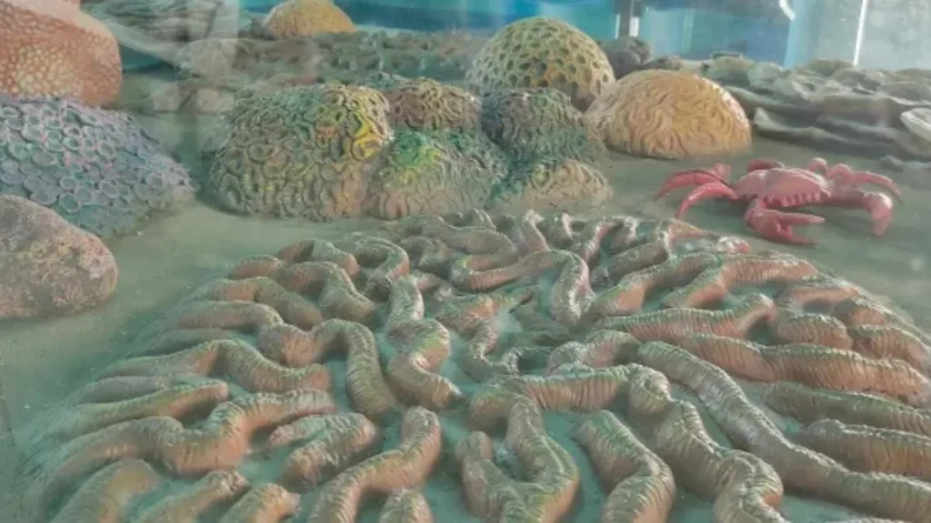 Narara Marine National Park Ticket Price and Timings