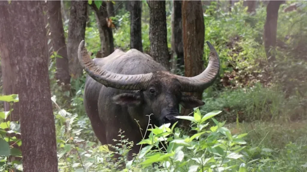 Udanti-Sitanadi Tiger Reserve