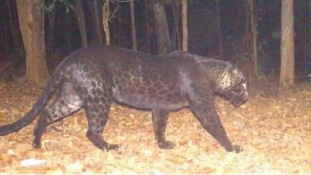 Udanti-Sitanadi Tiger Reserve