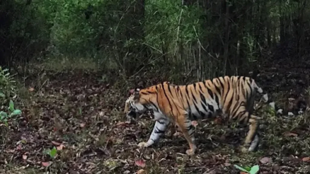 Udanti-Sitanadi Tiger Reserve