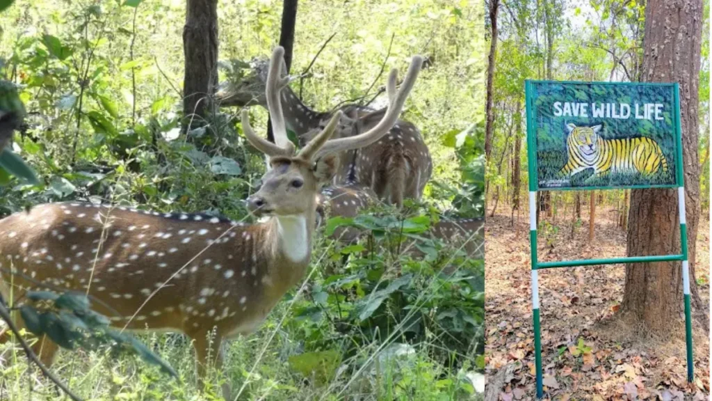 Udanti-Sitanadi Tiger Reserve