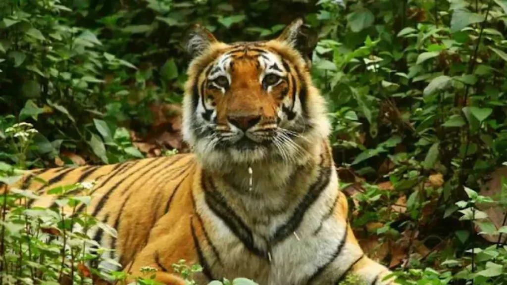 Udanti-Sitanadi Tiger Reserve