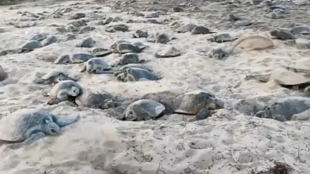 Karnataka's First Marine Life Sanctuary Coming Up