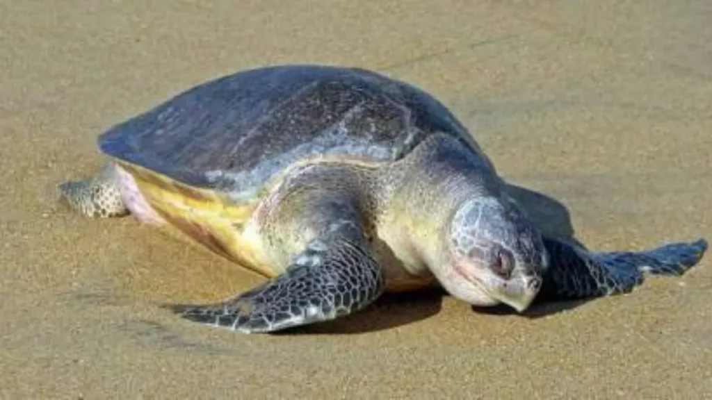 Karnataka's First Marine Life Sanctuary Coming Up