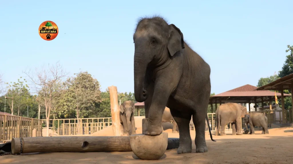 Vantara Animal Rescue Centre Jamnagar