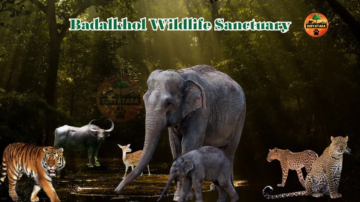 Badalkhol Wildlife Sanctuary