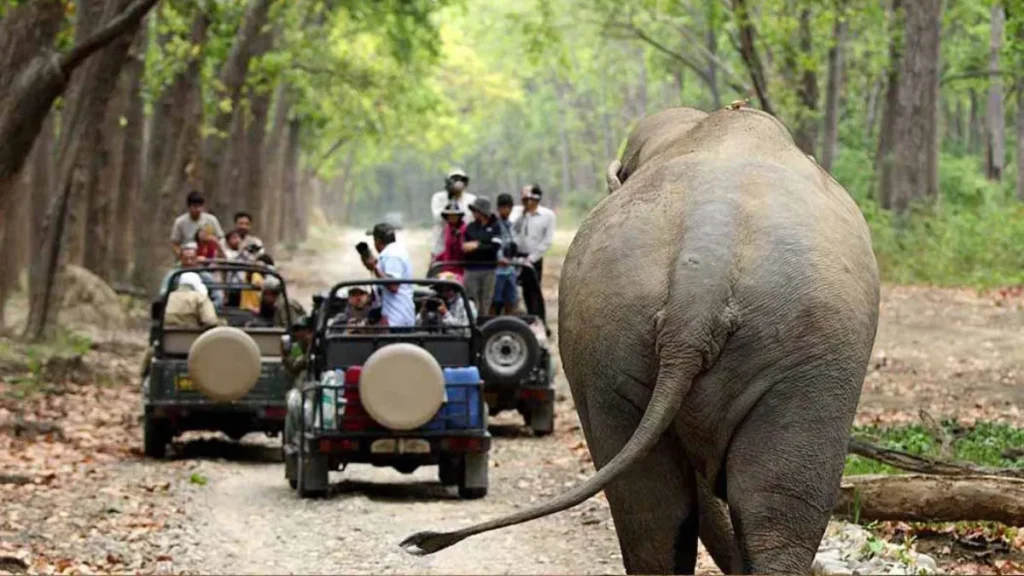Jim Corbett Jeep Safari