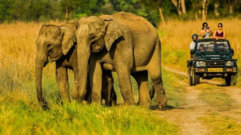 Jim Corbett Jeep Safari