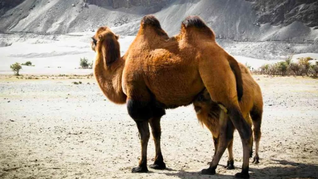 Nubra Valley Wildlife Sanctuary
