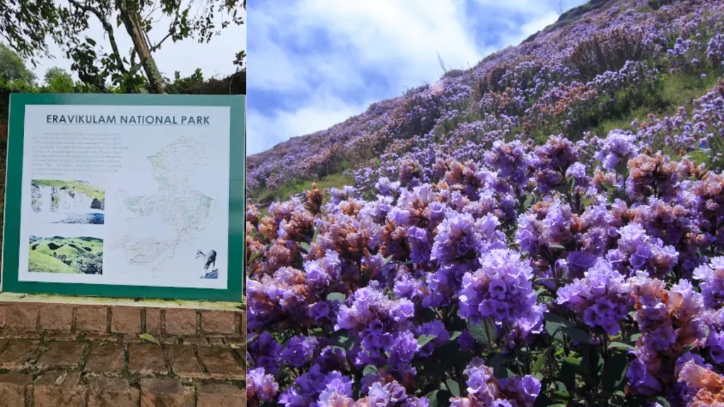 Eravikulam National Park