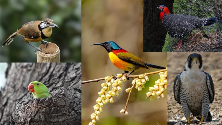 Eaglenest Wildlife Sanctuary