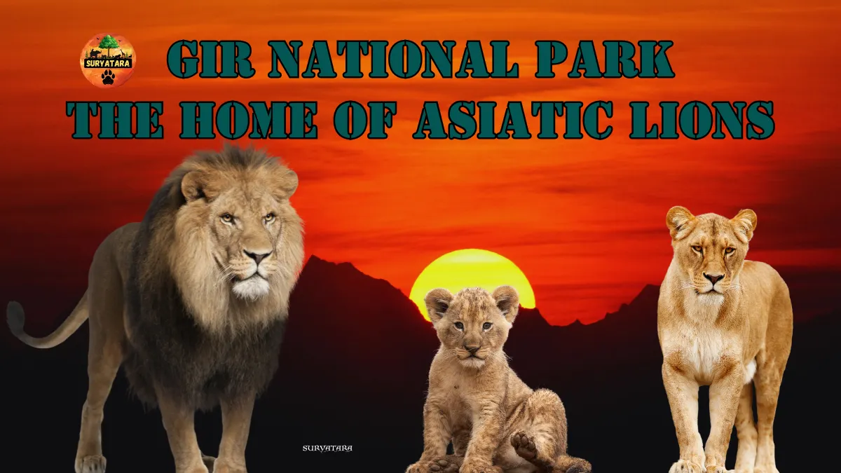 Gir National Park Timings