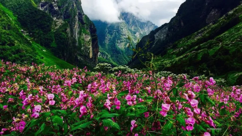Nanda Devi National Park
