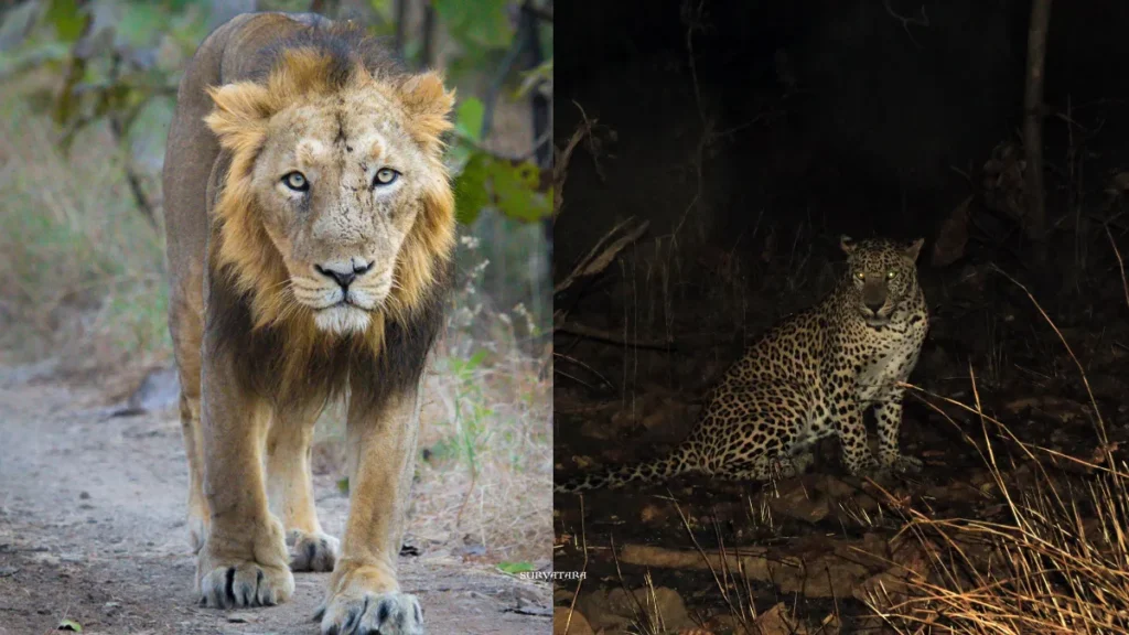 Gir National Park Timings