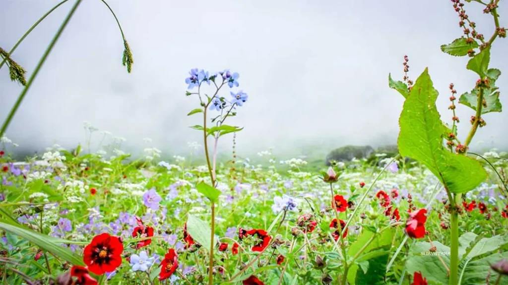 Valley of Flowers Uttarakhand