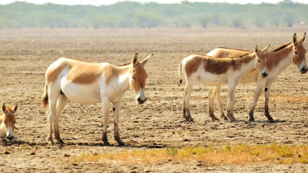 Kutch Desert Wildlife Sanctuary