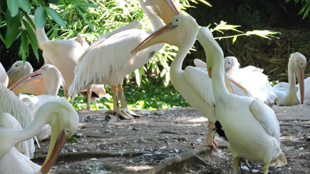 Assam State Zoo and Botanical Garden