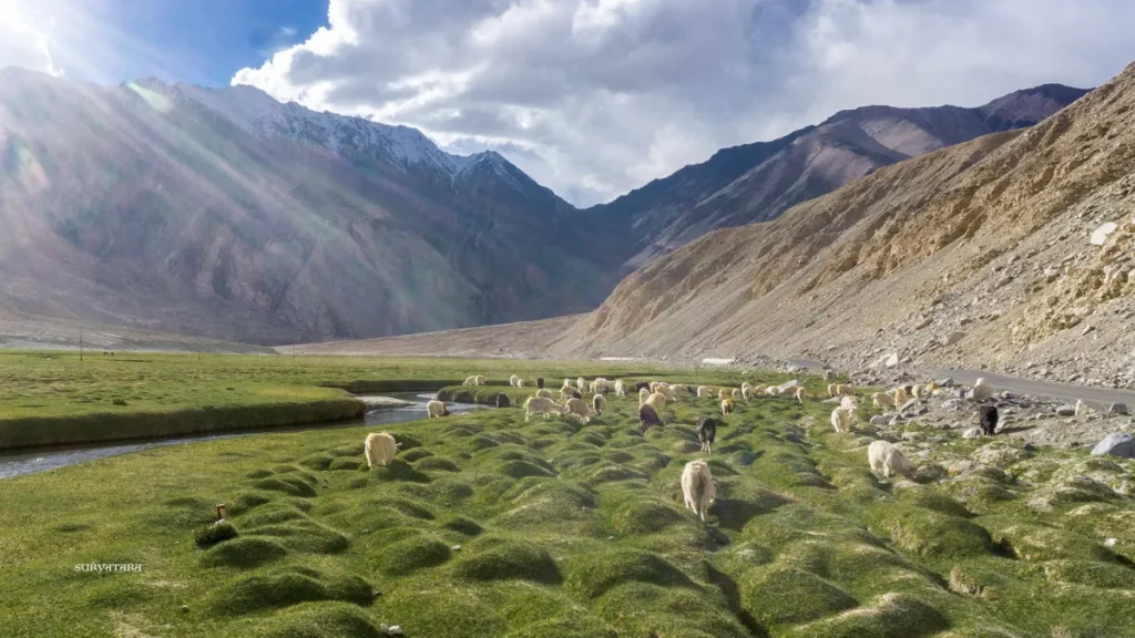 Nubra Valley Wildlife Sanctuary